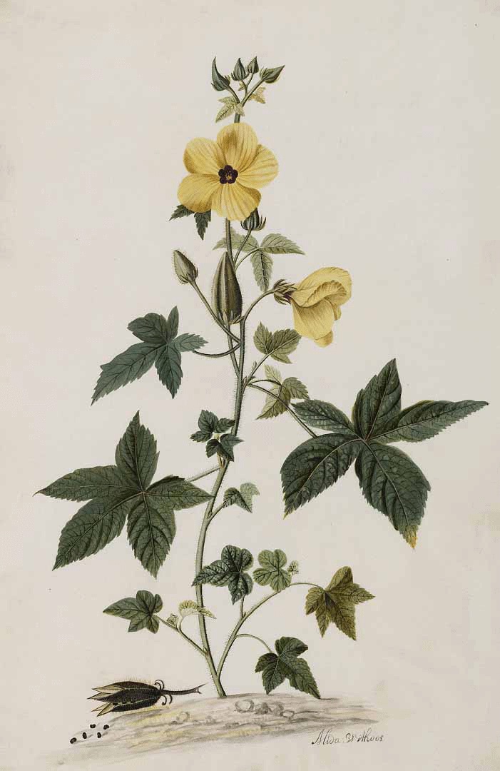 Musk Mallow botanical illustration