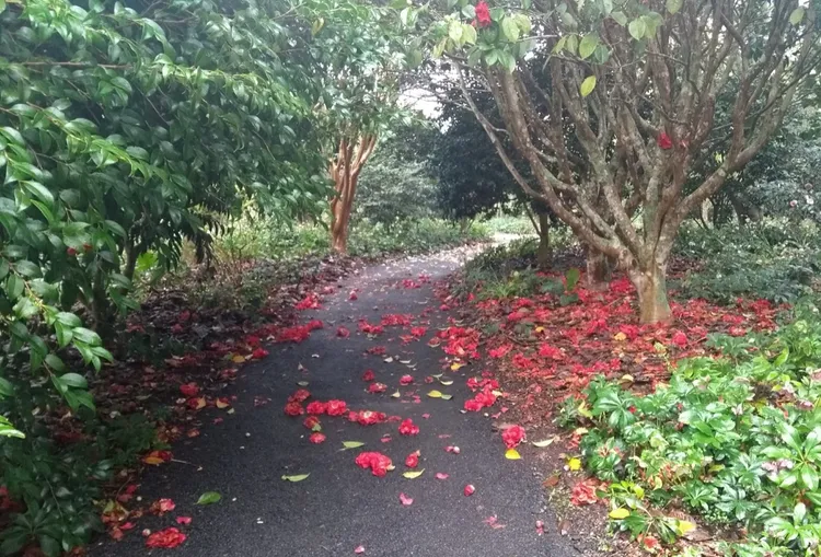A garden path covered in red petals