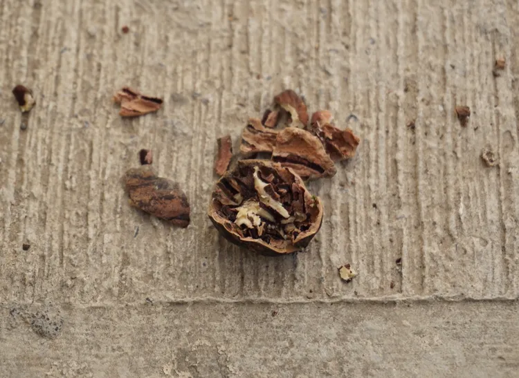 A cracked walnut on concrete