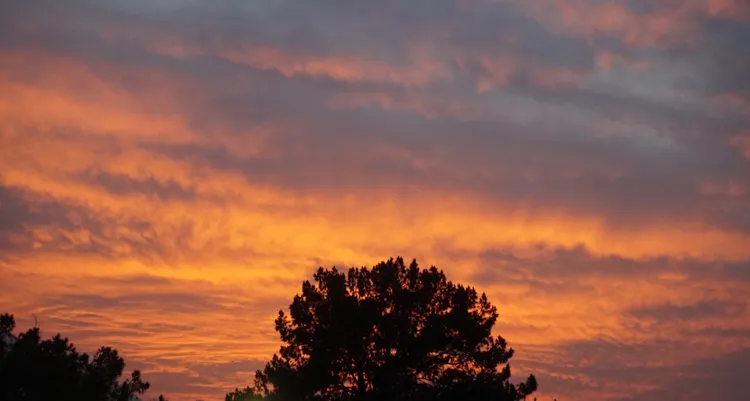 Tree silhouette against a fiery sunset sky