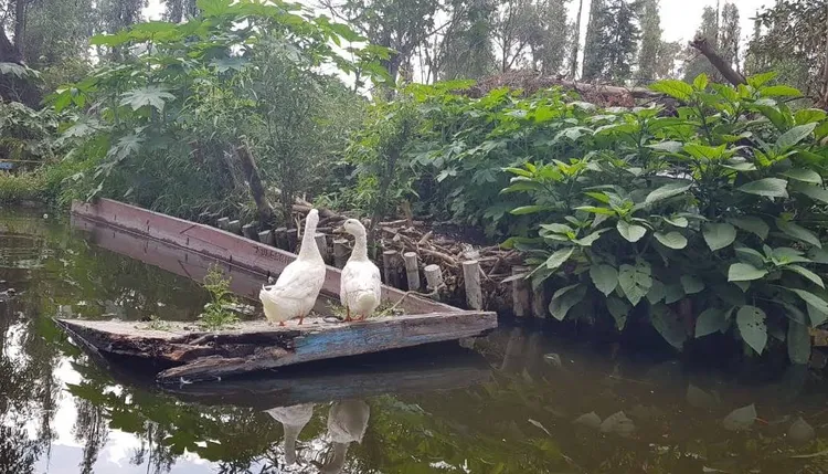 Two geese on a wooden boat by the water