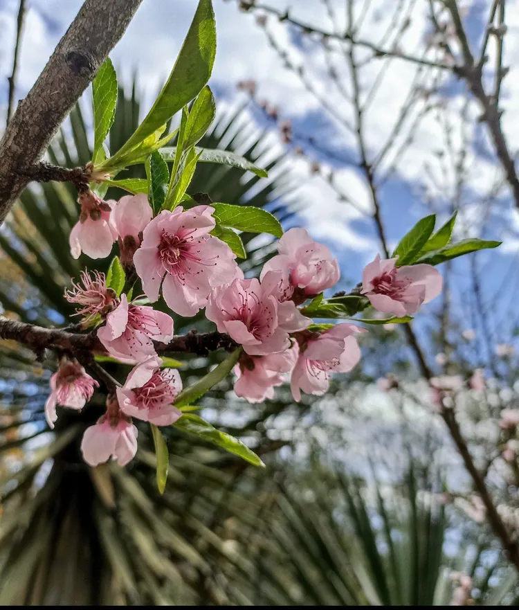 Peach tree in full bloom