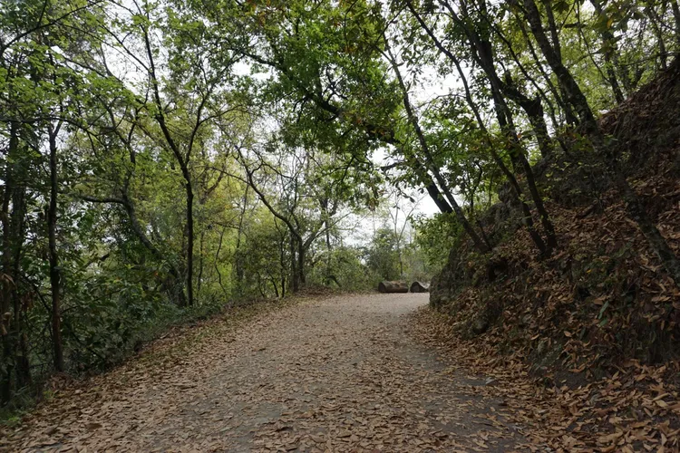 A leaf-covered path through autumn trees