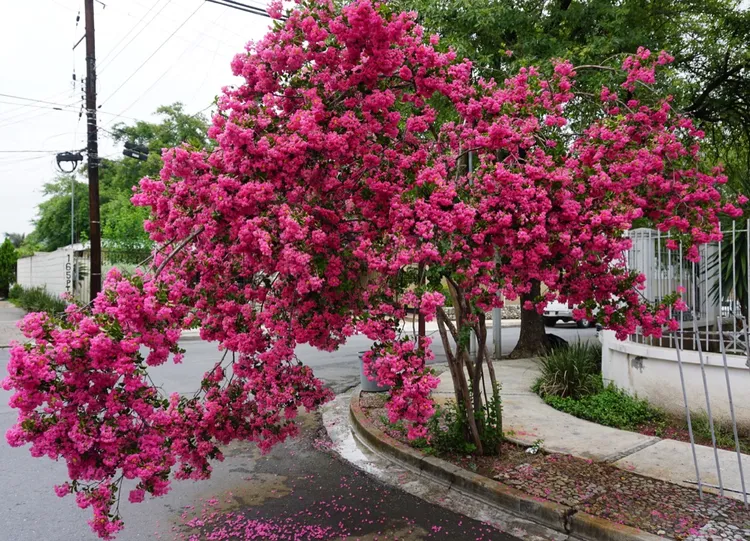 Pink blossoms on a branch