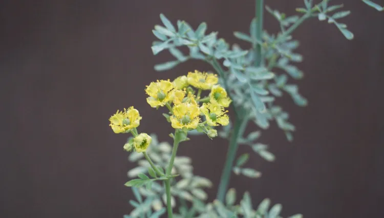 Yellow wild flowers in bloom